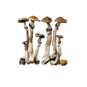 heavenpeak.com | (4 x 7 Grams) – Mushroom Mix & Match7b4e70_16c17700bcfd46839c8e6beac47970ff~mv2 (2)