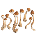 Soul Frequency Magic Mushrooms