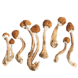 heavenpeak.com | (4 x 7 Grams) – Mushroom Mix & Match7b4e70_514ea36bdf4e429084bf319af8cc5586~mv2