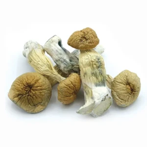 PES Hawaiian Magic Mushroom
