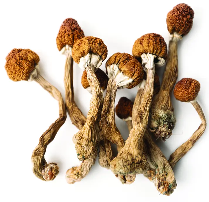 mushrooms