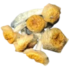Penis Envy Magic Mushroom