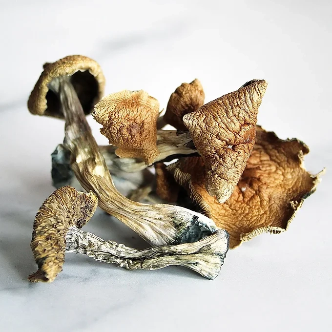 heavenpeak.com | Magic Mushroom – Microdose Tabs – (20 x 500mg) – Golden TeacherGolden Teacher Magic Mushroom Capsules – 250mgggGolden Teacher Magic Mushroom Capsules – 250mgggGolden Teacher Magic Mushroom Capsules – 250mggg Golden Teacher Magic Mushroom Capsules – 250mggg