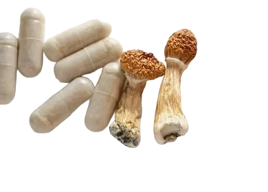 heavenpeak.com | One Up – Microdose Capsules – (15 x 300mg) – MelmacMicrodose mushroom capsules with Melmac strain psilocybin Microdose mushroom capsules with Melmac strain psilocybin