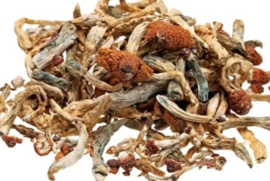 heavenpeak.com | Magic Mushroom Shake – Full Ounce (28g)Psilocybin.width-1524Psilocybin.width-1524Psilocybin.width-1524 Psilocybin.width-1524