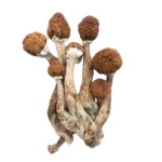 Free 7g Magic Mushroom Bonus (Spend $250+)