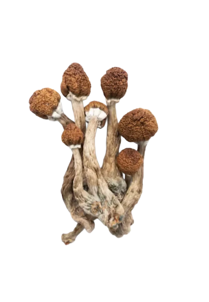 Free 7g Magic Mushroom Bonus (Spend $250+)