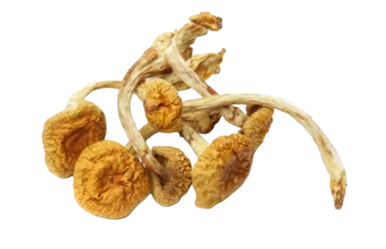 heavenpeak.com | Psilocybin Microdosing Explained: Uses, Dosage & Safety Tips psilocybin microdosing Canadapsilocybin microdosing Canada psilocybin microdosing Canada