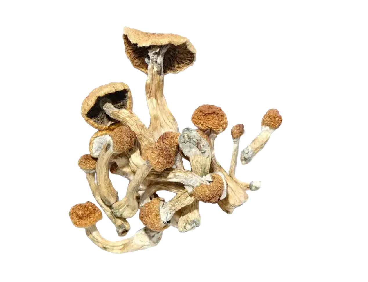 DreamBerry Trip – Premium Magic Mushroom