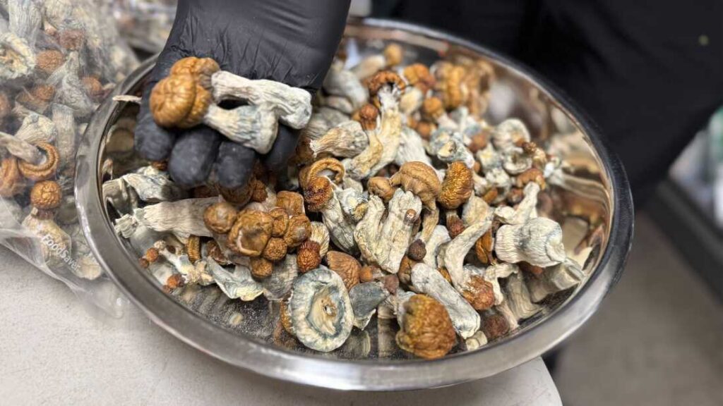 heavenpeak.com | How Our Shrooms Delivery System Protects Your Privacy From Click to DoorstepShrooms DeliveryShrooms Delivery Shrooms Delivery