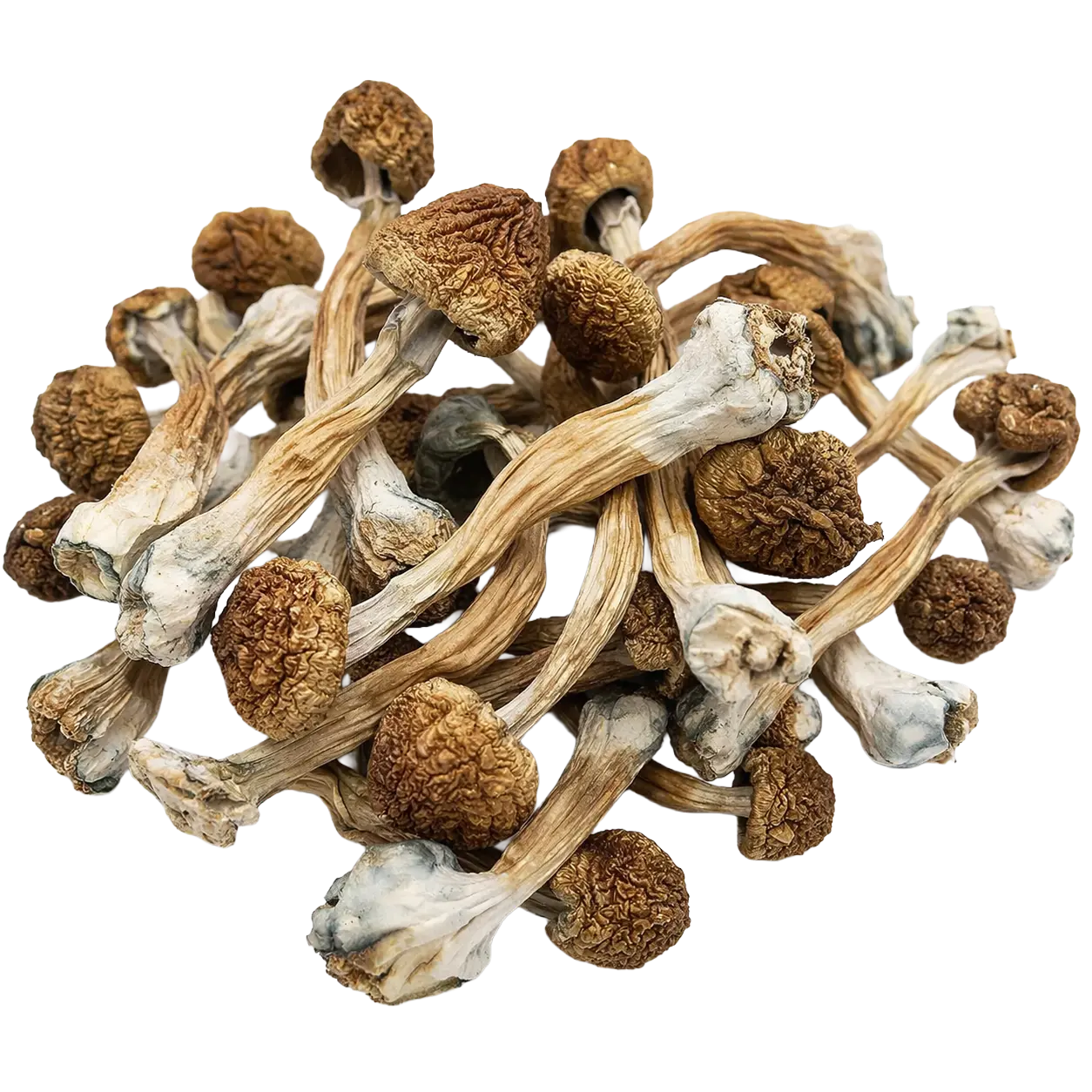 heavenpeak.com | Blue Magnolia Magic MushroomsBlue Magnolia Magic Mushrooms Blue Magnolia Magic Mushrooms