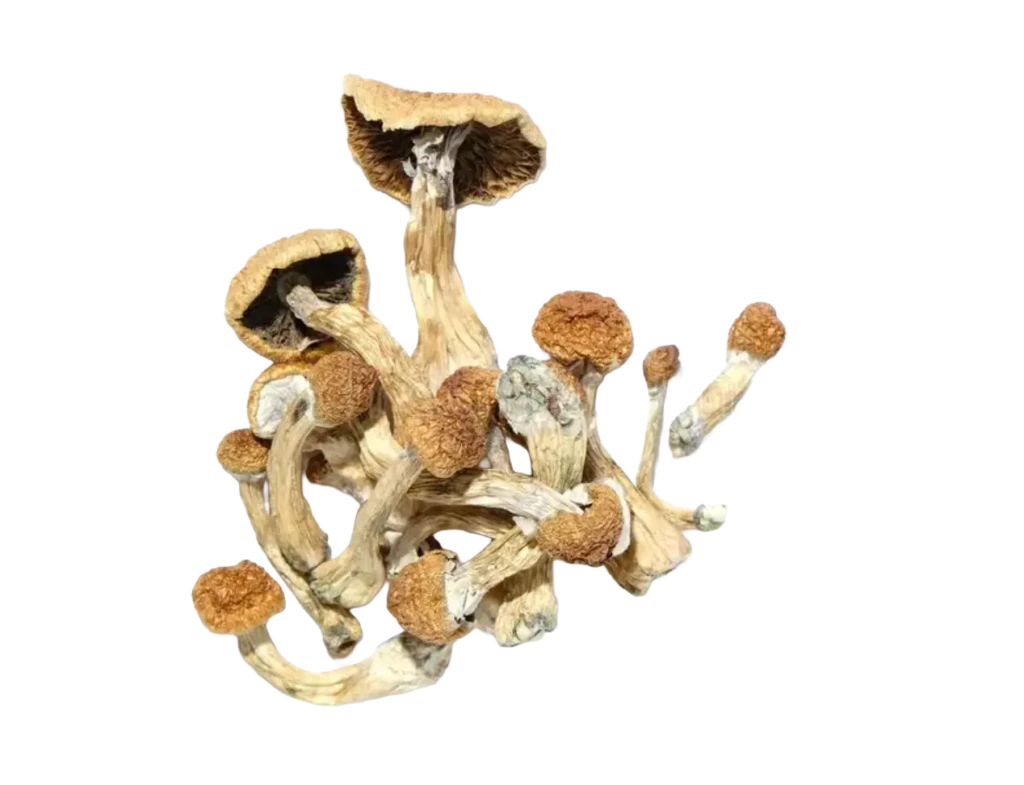 heavenpeak.com | Safe Consumption Protocols for Calgary Mushroom Users: Harm Reduction 101 image heavenpeak.com | Safe Consumption Protocols for Calgary Mushroom Users: Harm Reduction 101 image